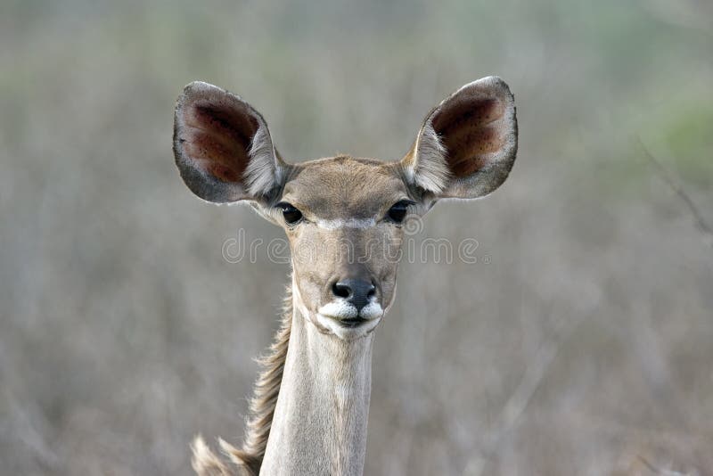 Female kudu royalty free stock image