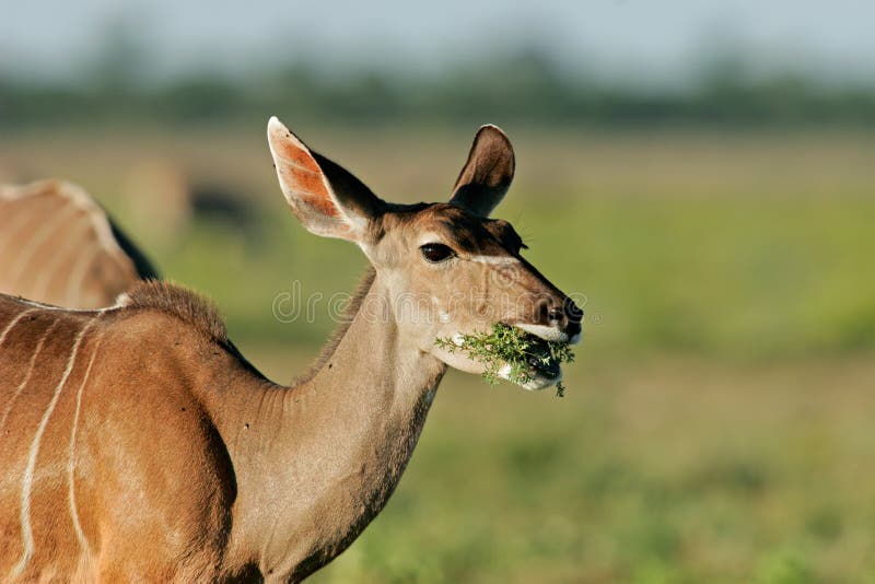 Female kudu antelope royalty free stock photography