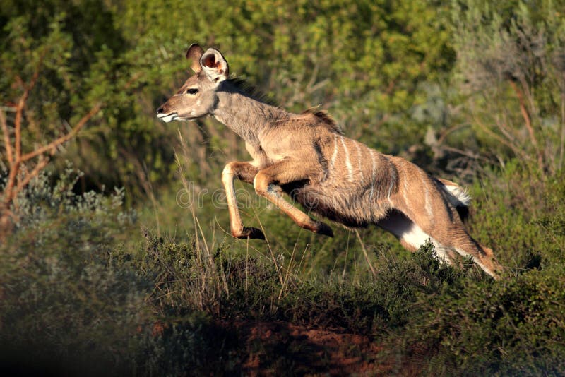 Female Kudu antelope on the move