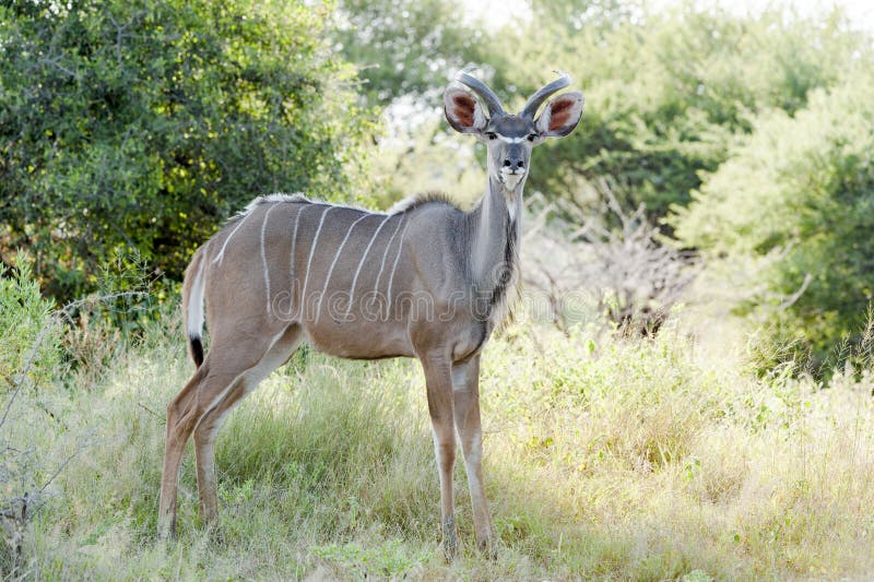 Female Kudu Antelope in African Bush stock images