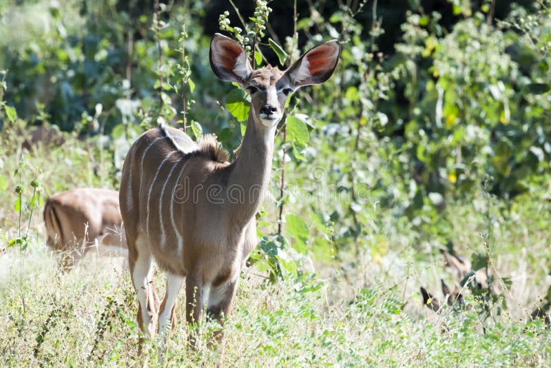 Female Kudu Antelope in African Bush stock photography