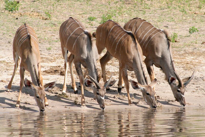 Female kudu drinking royalty free stock photo