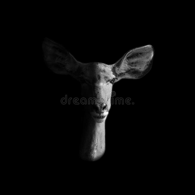 Female Kudu Portrait dark stock images