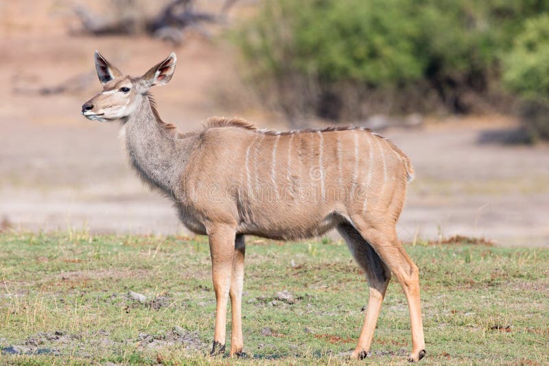 Female kudu stock photography