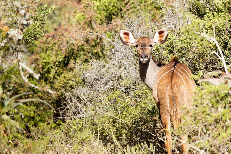 Female Kudu turning her head to look at you royalty free stock photos Female Kudu turning her head to look at you royalty free stock photos