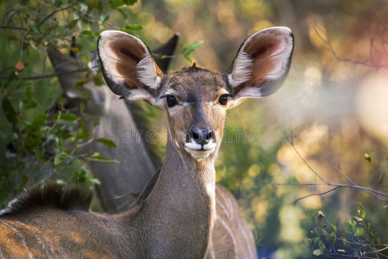 Female kudu stock image
