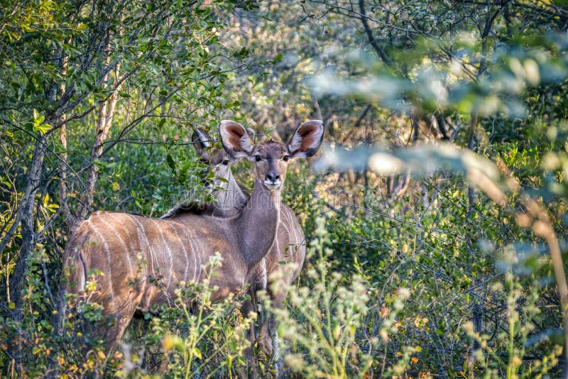 Female kudu royalty free stock photo