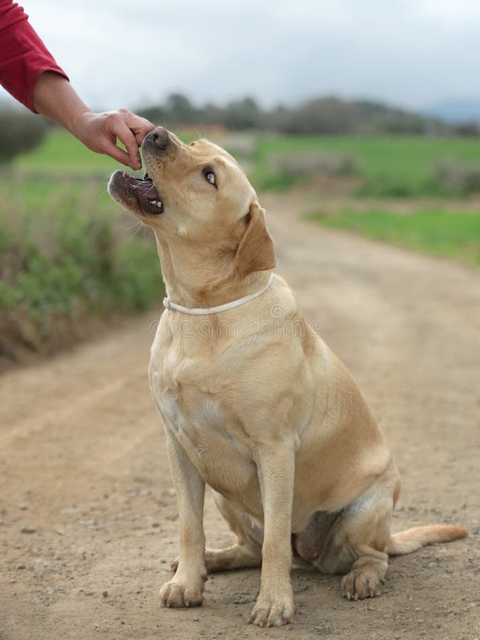 Female Labrador Dog stock photo. Image of friendship 36423488