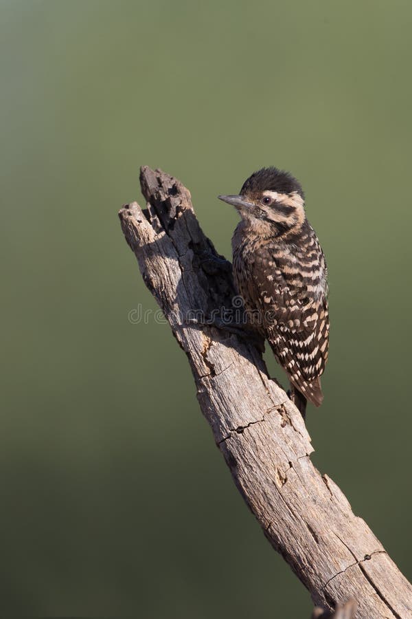Female Ladder Backed Woodpecker Stock Image Image of flight, avian