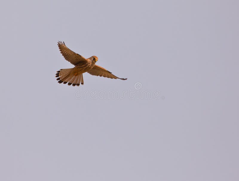 female Lesser Kestrel hovering stock photo female Lesser Kestrel hovering stock photo