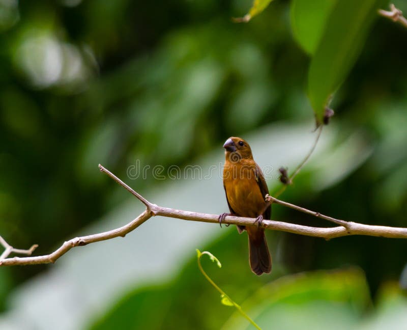 A female Lesser Seed Finch