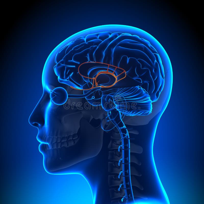 limbic system