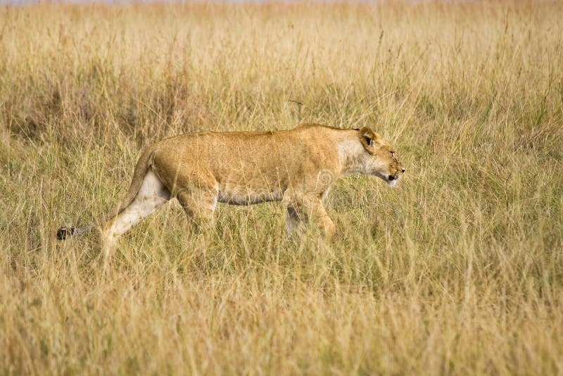 Female lion