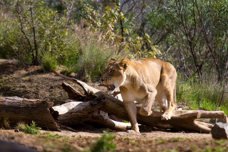 Female Lion Hunting stock photo. Image of serengeti, hunting 1215826