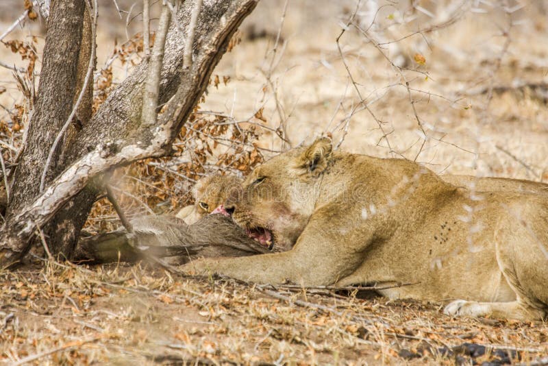Female lion and baby eating a warthog in Kruger Park, South Africa royalty free stock photos Female lion and baby eating a warthog in Kruger Park, South Africa royalty free stock photos