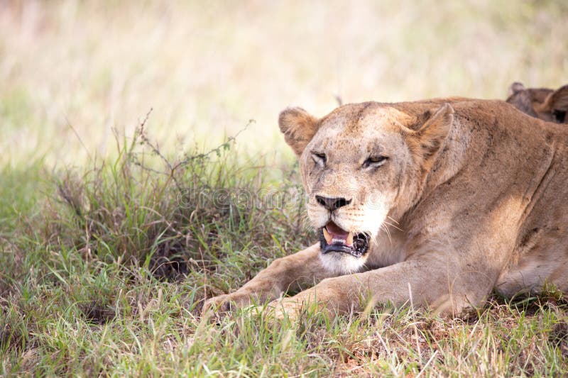 Female lion from East Africa. The lioness of a group in the wild in the grass