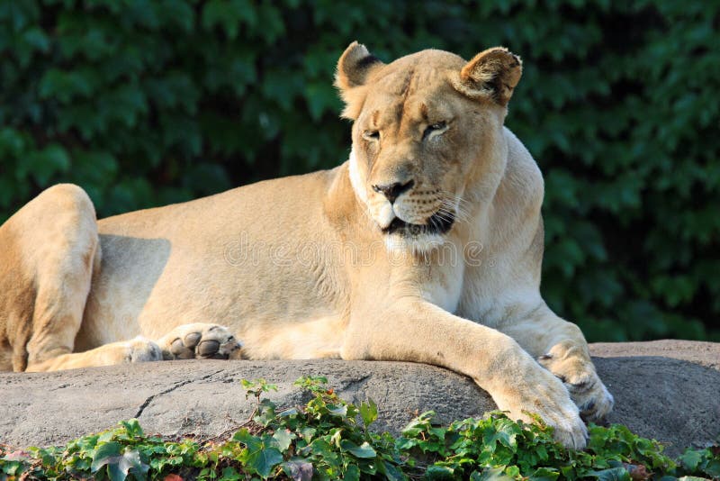 Female Lion Enjoying the Morning Sun Stock Image - Image of animal,  sunlight: 6576881