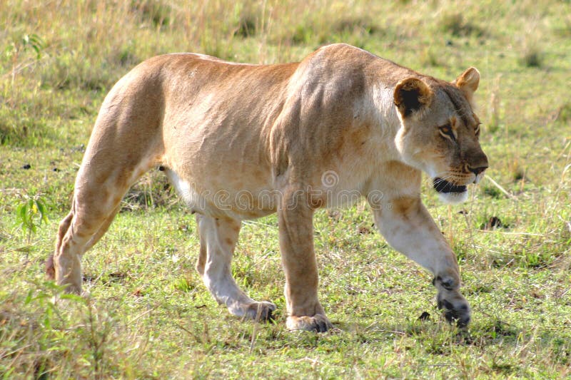 Female Lion Hunting stock photo. Image of predator, bush 1215826