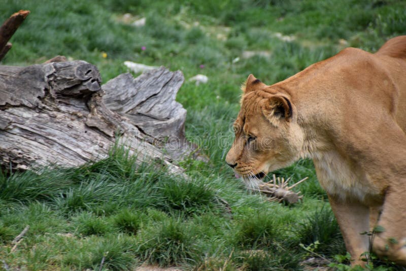 Female Lion Hunting stock photo. Image of serengeti, hunting 1215826