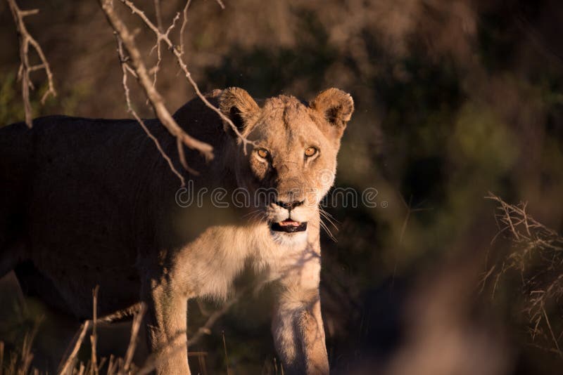 Female Lion Hunting for a Prey Stock Image Image of staring, wildlife