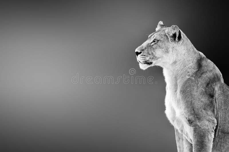 28,118 Lion Lioness Stock Photos - Free & Royalty-Free Stock Photos from Dreamstime 28,118 Lion Lioness Stock Photos - Free & Royalty-Free Stock Photos from Dreamstime