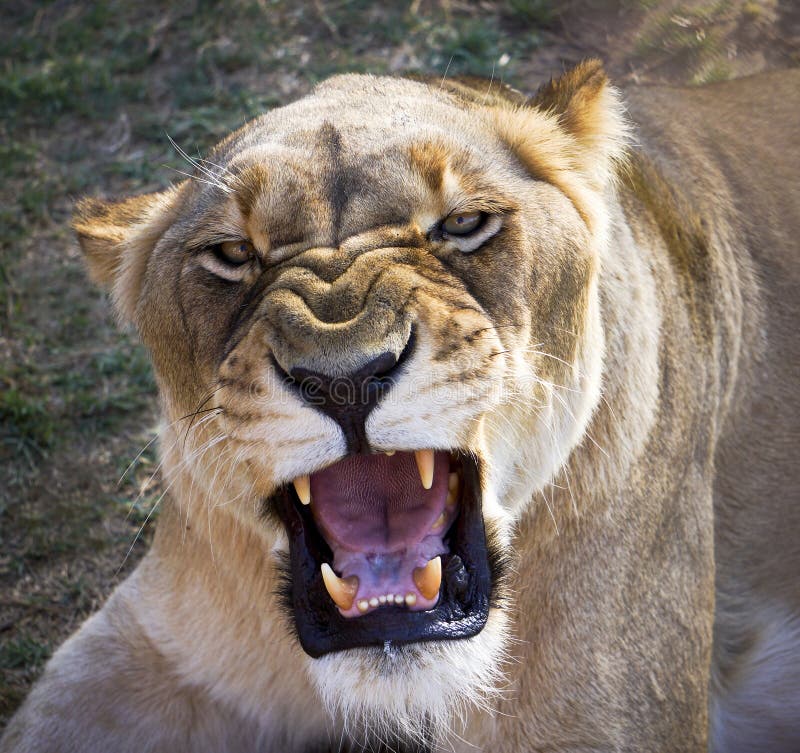 Dangerous female African lion lioness with attitude, making eye contact, growling with open mouth showing fangs and teeth. Dangerous female African lion lioness with attitude, making eye contact, growling with open mouth showing fangs and teeth.