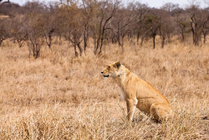 Female lion sitting in the grass