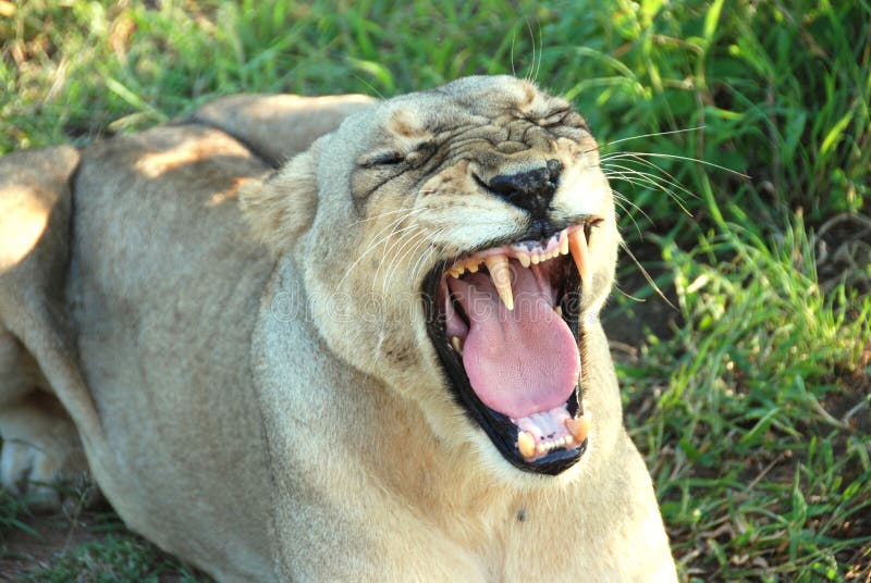 Female lion in South Africa