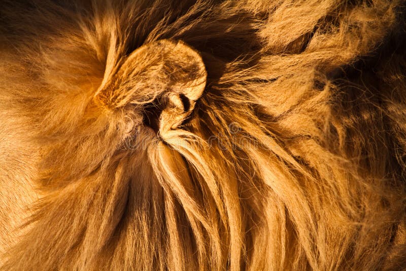 Female lion walking through the grass