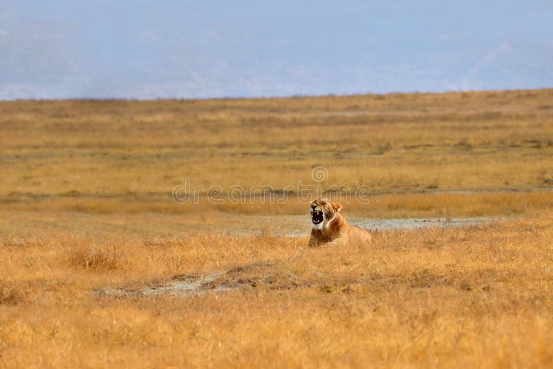 Female Lion yawning