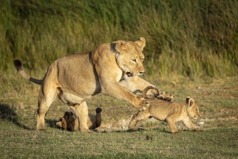 Lioness mother playing with her two small lion cubs in Ndutu in Tanzania