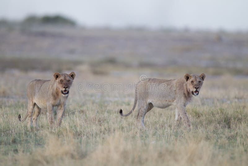 Female Lions on a Bush Field Hunting for a Prey Stock Photo Image of