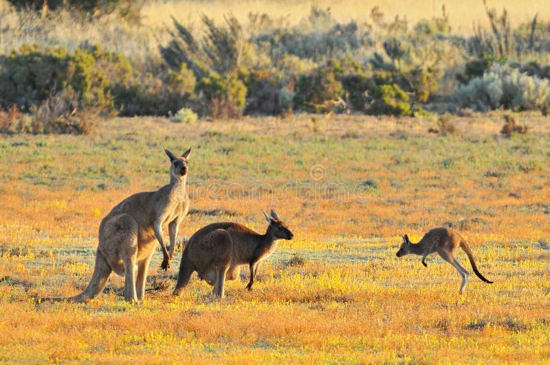 Female and male eastern grey kangaroos Macropus giganteus, Coorong National Park Australia royalty free stock photo Female and male eastern grey kangaroos Macropus giganteus, Coorong National Park Australia royalty free stock photo