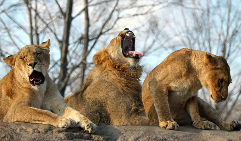 220 laughing lion photos free royalty free stock photos from dreamstime 220 laughing lion photos free