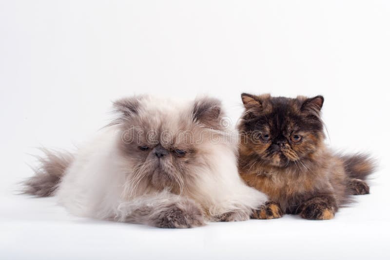 Female and male persian cat breed