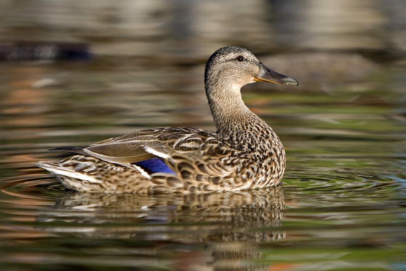 Female mallard duck