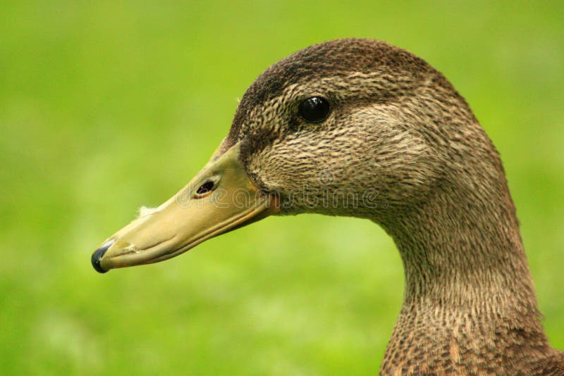 Female Mallard Duck