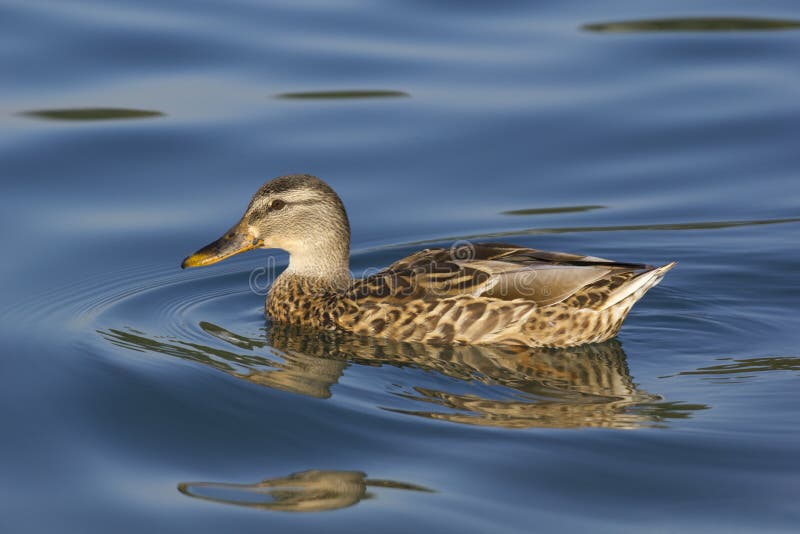 Female mallard duck