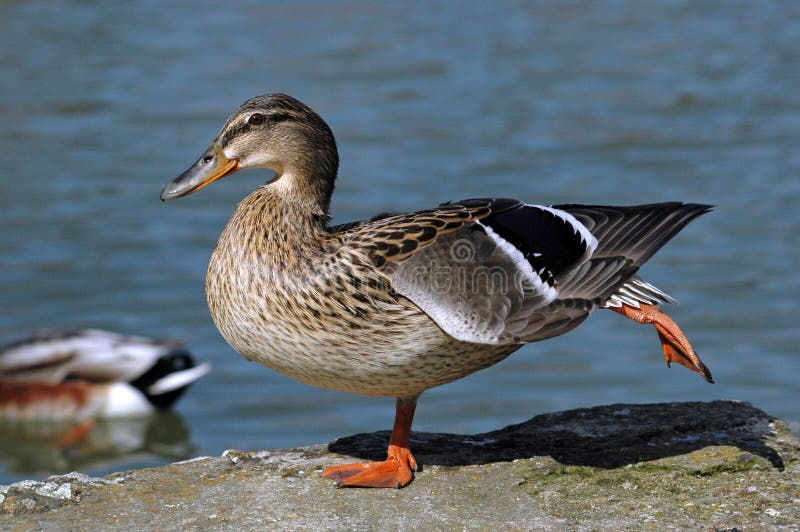 Female mallard duck