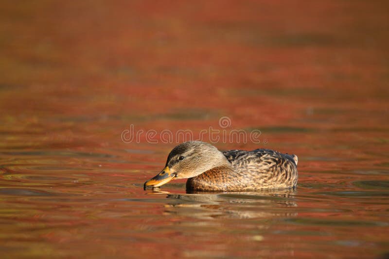 Mallard Duck swimming on orange water in Fall at Dusk