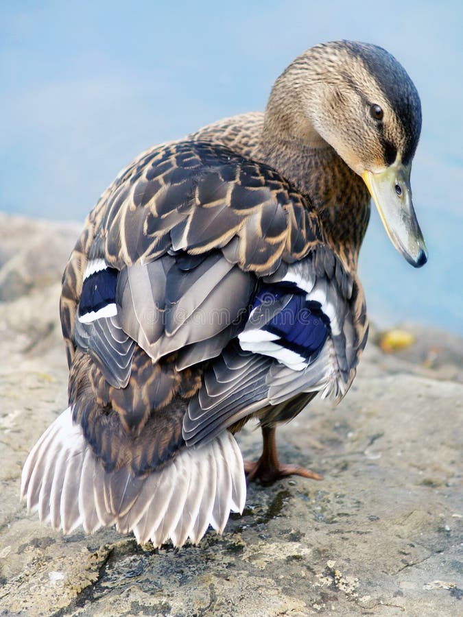 Female mallard duck. (Anas platyrhynchos) standing at the edge of the water, looking back. Her iridescent speculum feathers are visible royalty free stock images Female mallard duck. (Anas platyrhynchos) standing at the edge of the water, looking back. Her iridescent speculum feathers are visible royalty free stock images