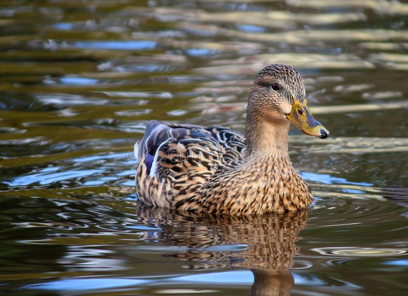 Female Mallard Duck Ducks swimming