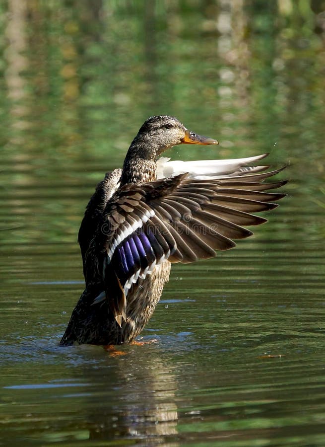 Female Mallard Duck