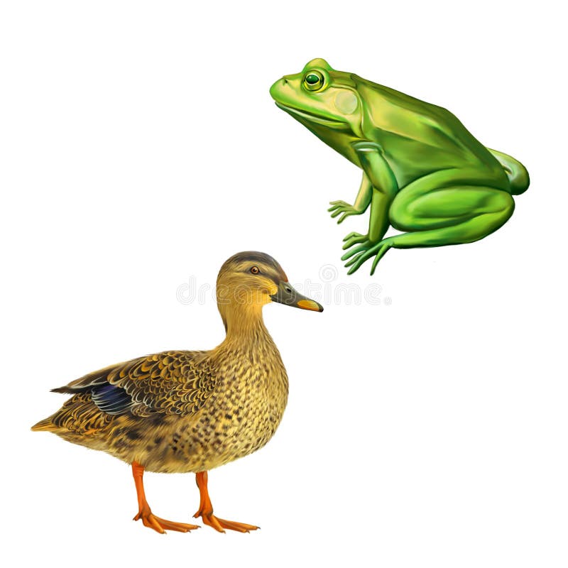 Female mallard duck, Green frog with spots, toad