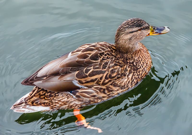 Female mallard duck.