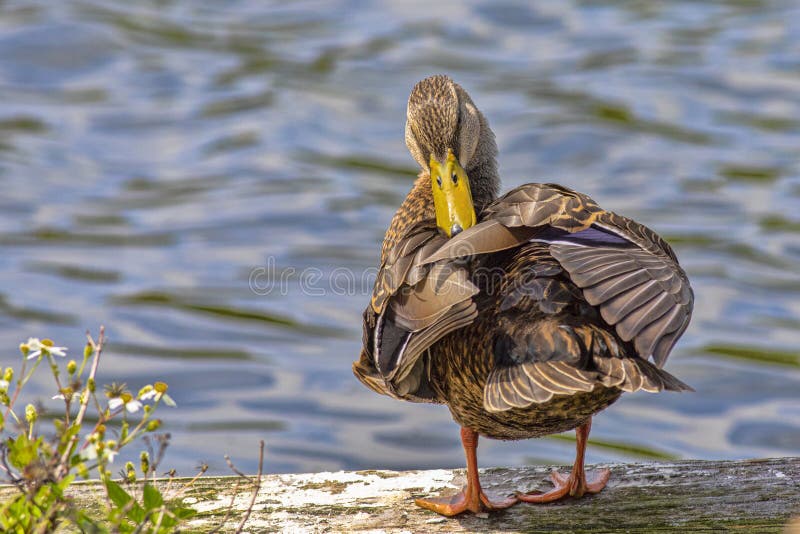 Female Mallard Duck Preening Herself