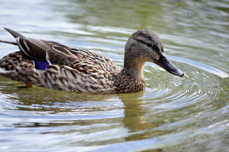 Female mallard duck in summer pond. Bird, beauty.