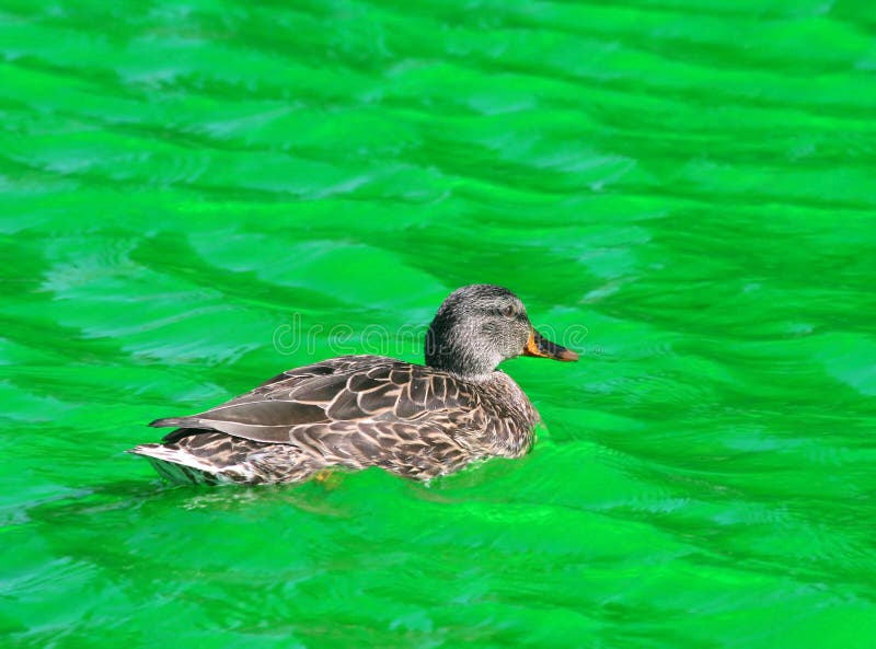 Female Mallard Duck swimming in Green Dyed Canal Water