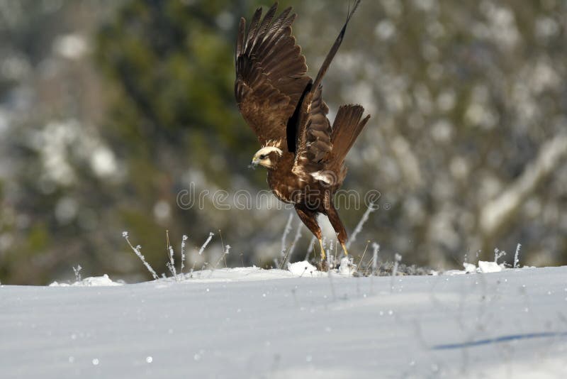 A female marsh eagle in its territory
