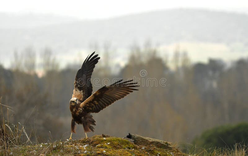 A female marsh eagle in its territory